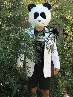 Halloween costume contest panda