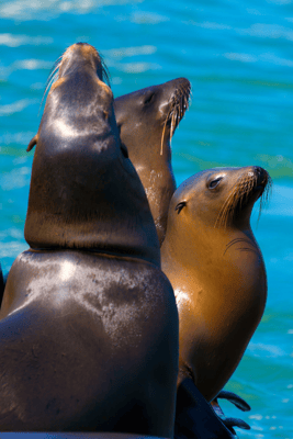 sea lions san francisco.png
